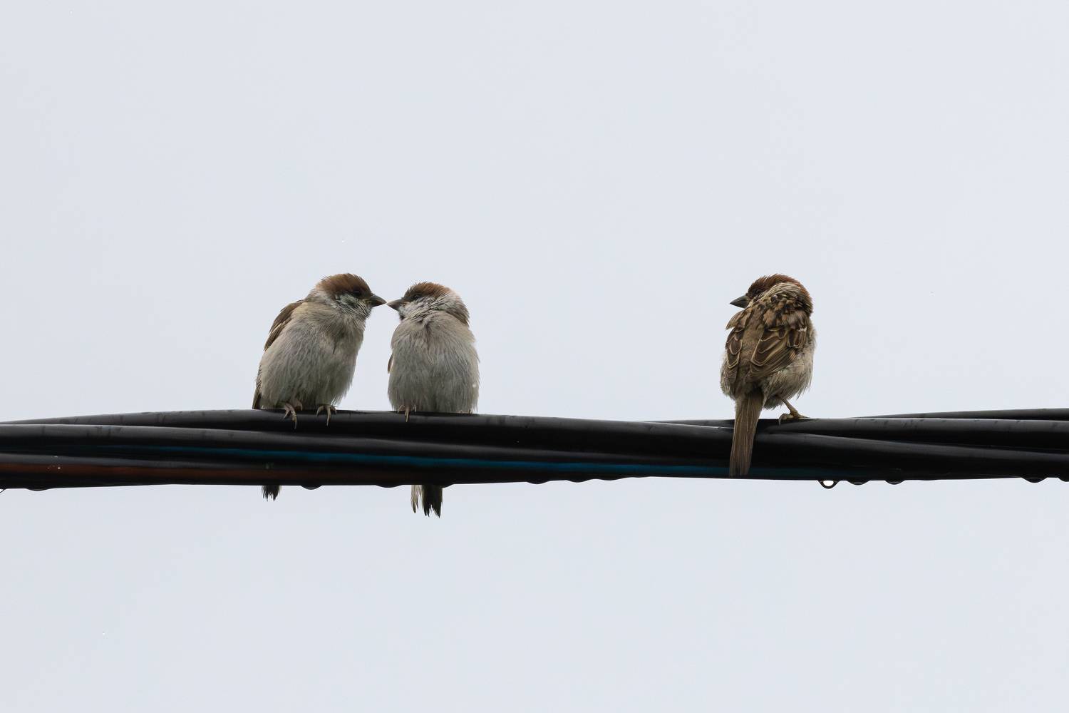 Полевой воробей, воробей, Пономарев Илья