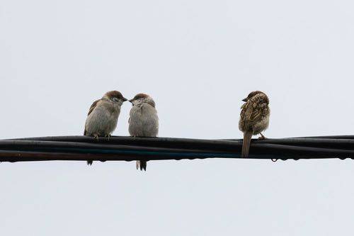 Третий лишний...