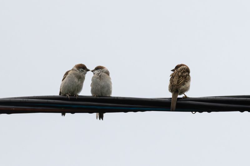 Полевой воробей, воробей Третий лишний... фото превью