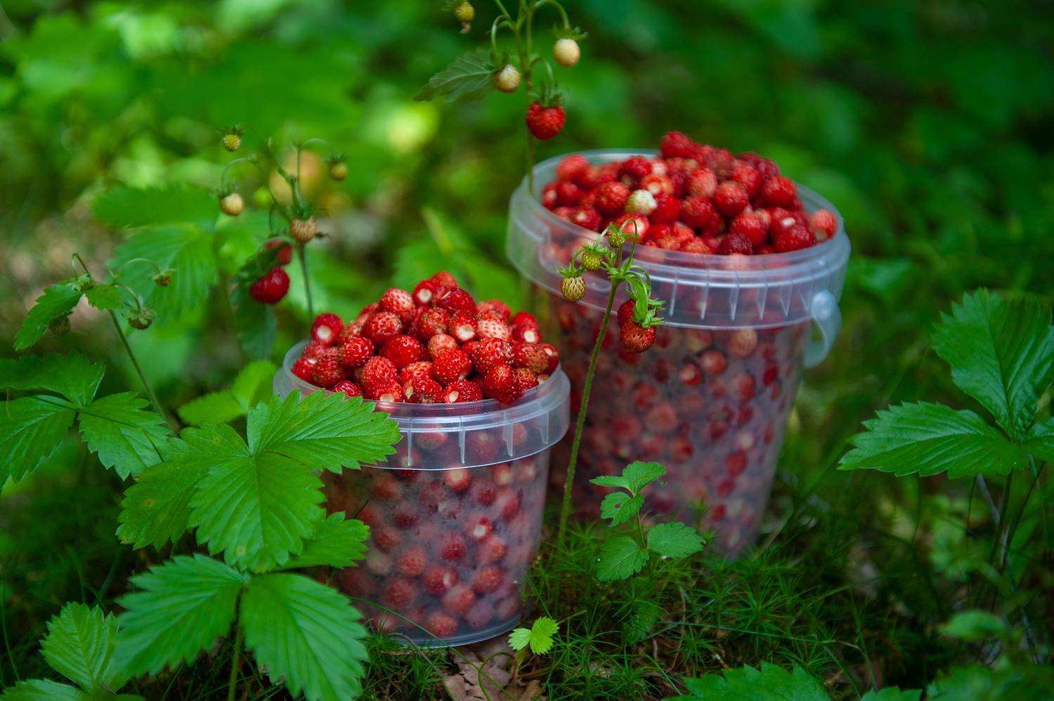 , Васильева Дарья