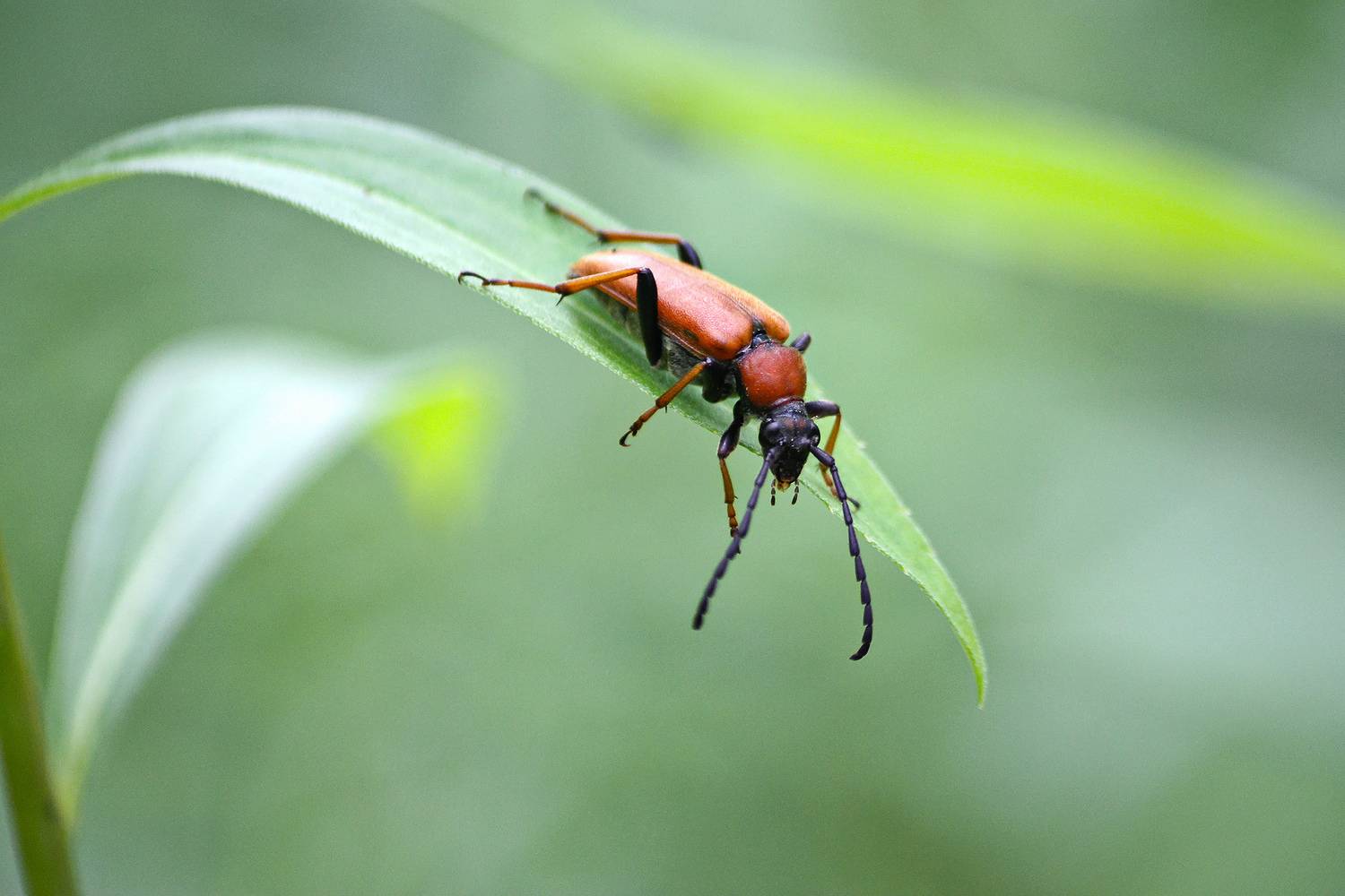 жук, лептура красная, stictoleptura rubra, КарОл