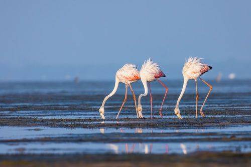 Trio's from Pulicat