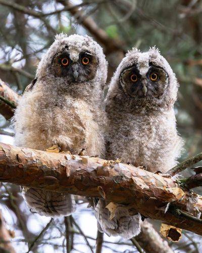Ушастая сова. (Asio otus)