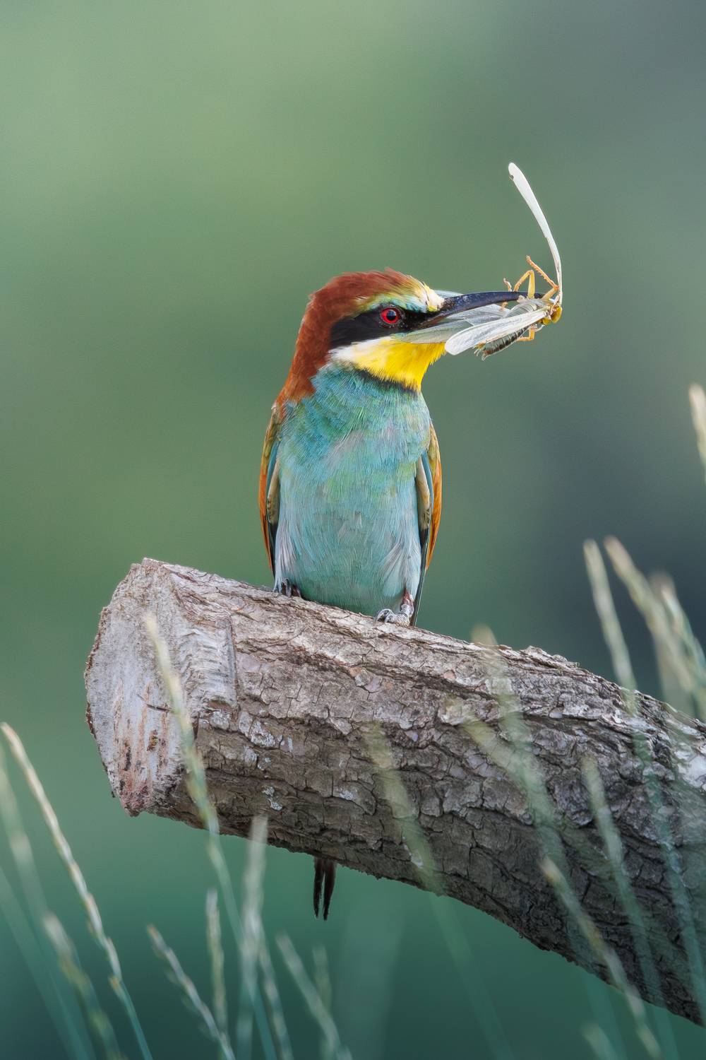 , Гильманов Артур