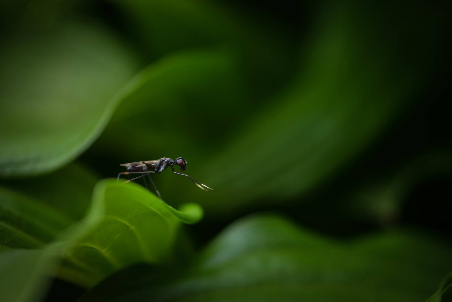 Ходуленожка, Rainieria calceata, Соварцева Ксения