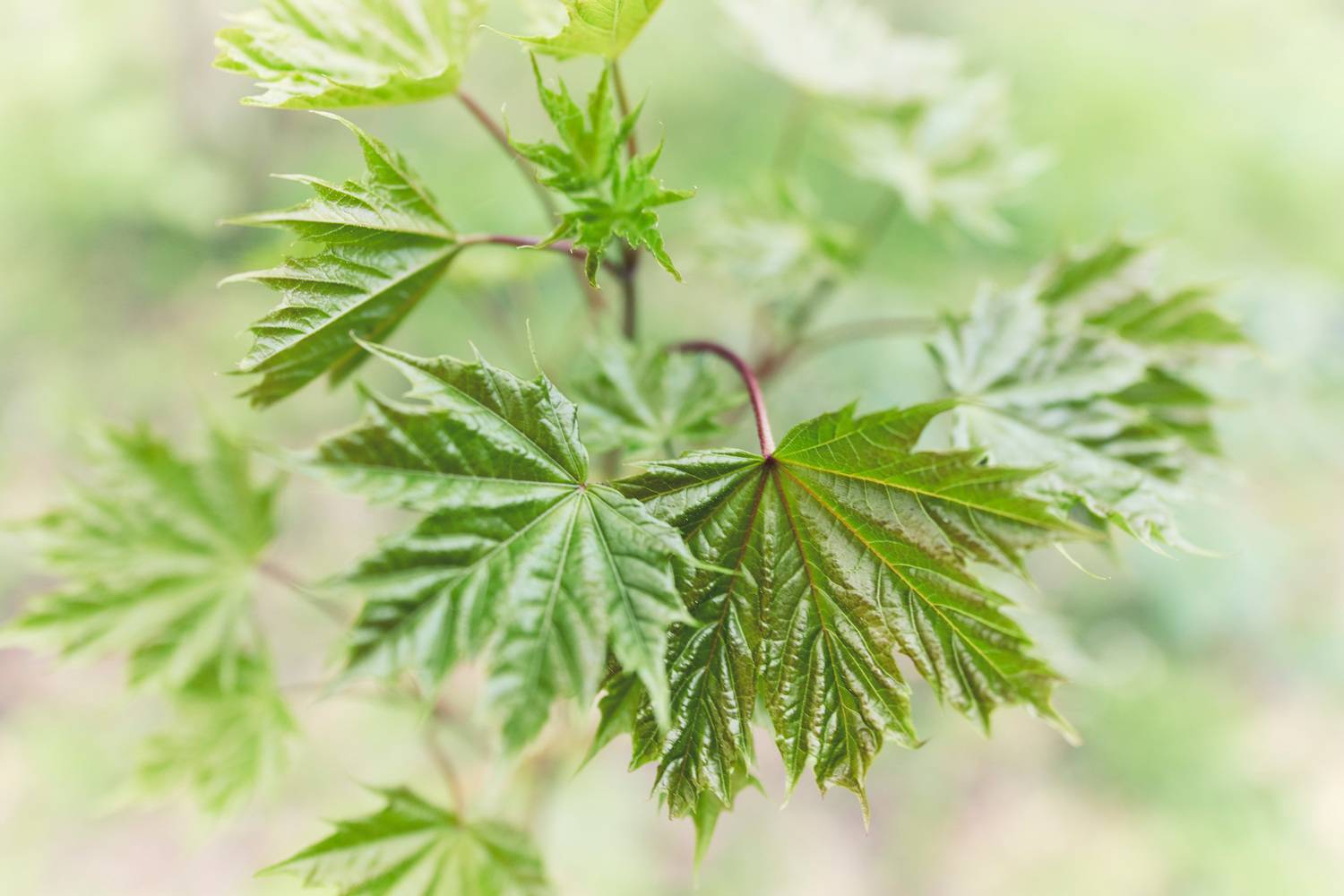 листья, Валерий Вождаев