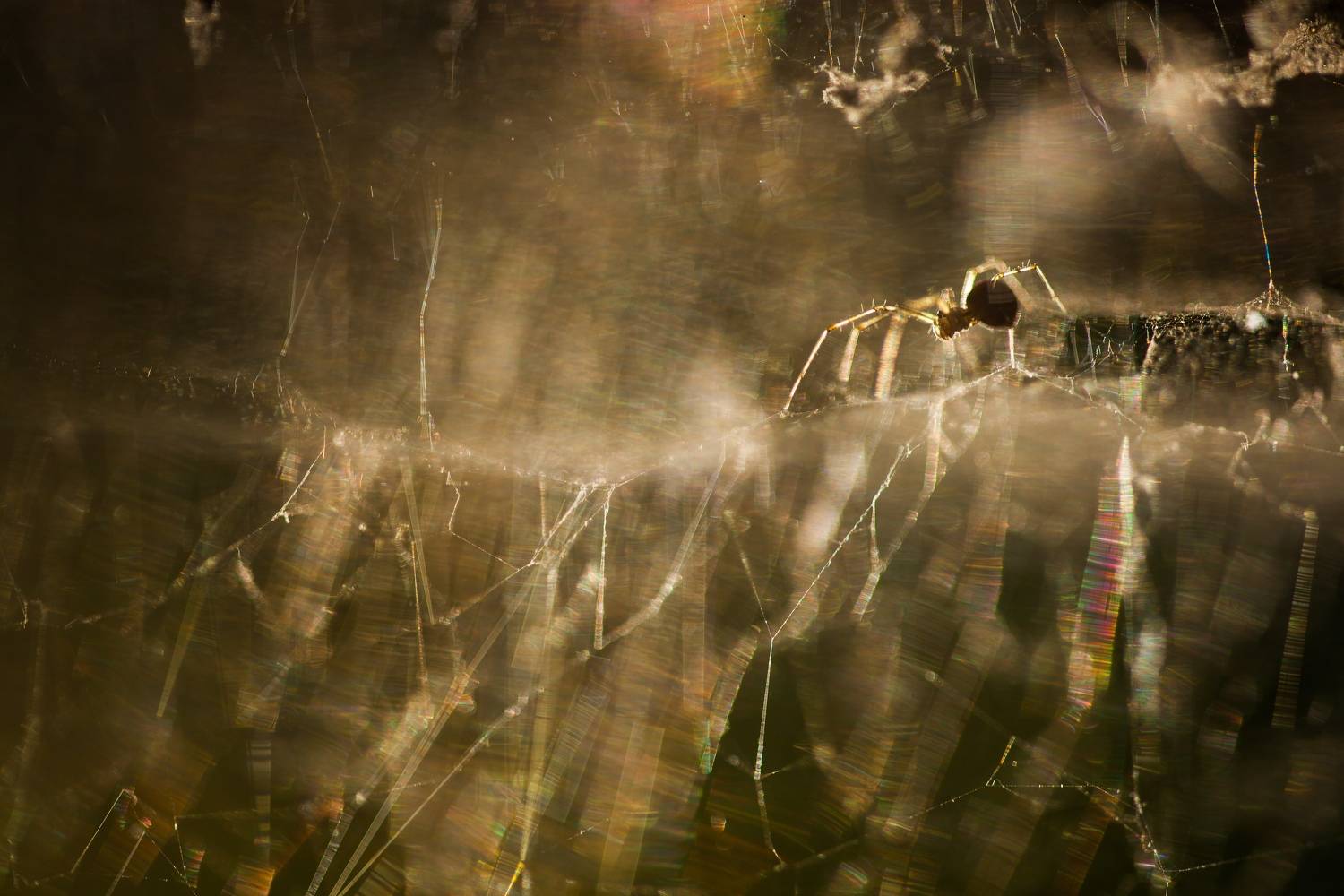 , Викулов Николай