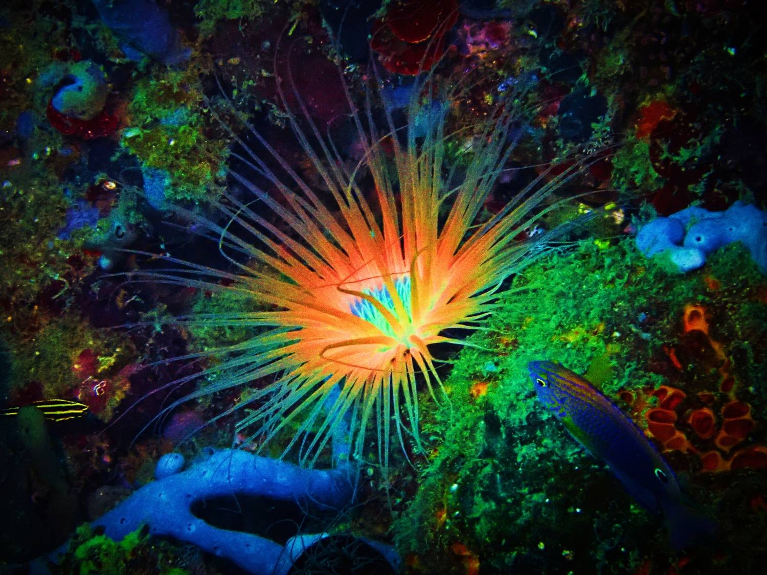 Миндоро, Филиппины, Кирилл Леднев