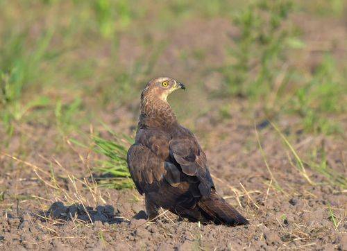 В поисках вкусненького.