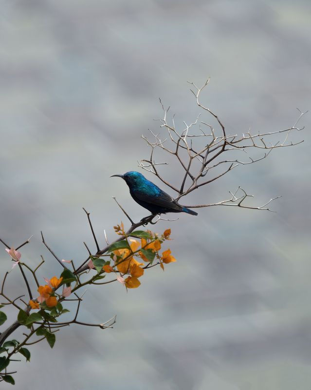 Крохотная нектарница фото превью