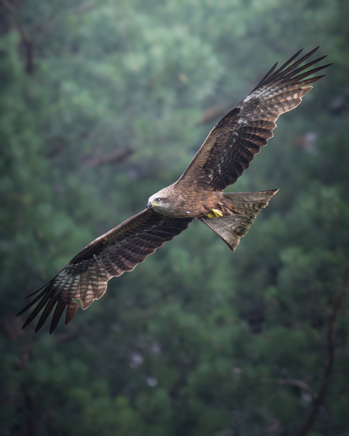 , Поляков Михаил