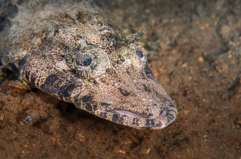 рыба-крокодил, пятнистый плоскоголов, papilloculiceps longiceps, bunaken, indonesia, бунакен, индонезия Рыба-крокодил фото превью