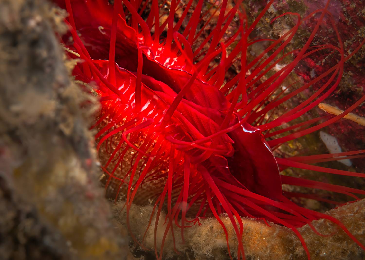 лима обыкновенная, lima vulgaris, bunaken, indonesia, бунакен, индонезия, Сергей Булгаков