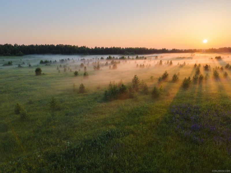 пейзаж, дрон, туман, закат, сосны Туман среди маленьких сосен фото превью