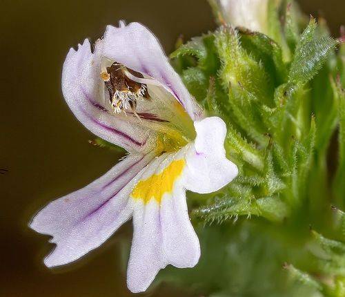 Цветок очанки