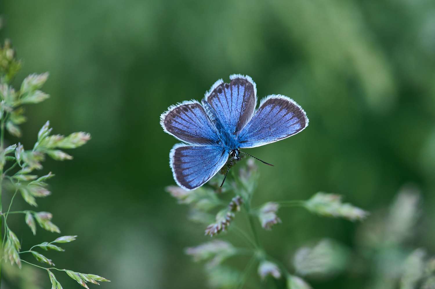 buttefly, volgograd, russia, wildlife, , Павел Сторчилов