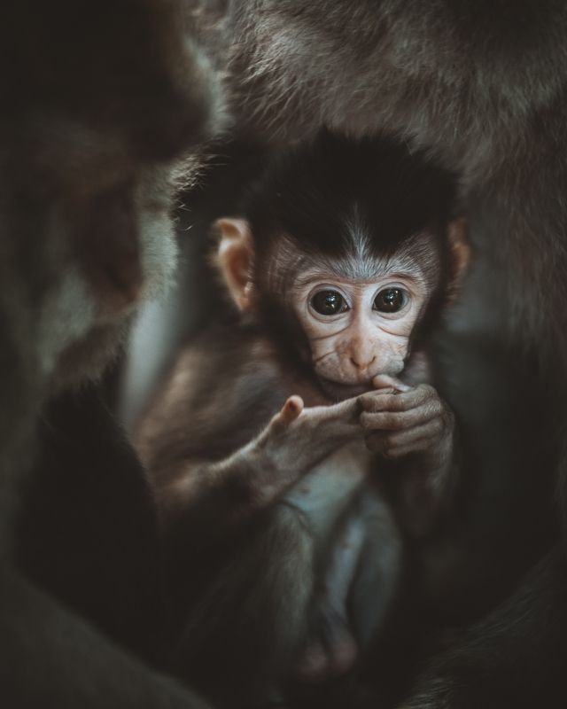 Детеныш фото превью