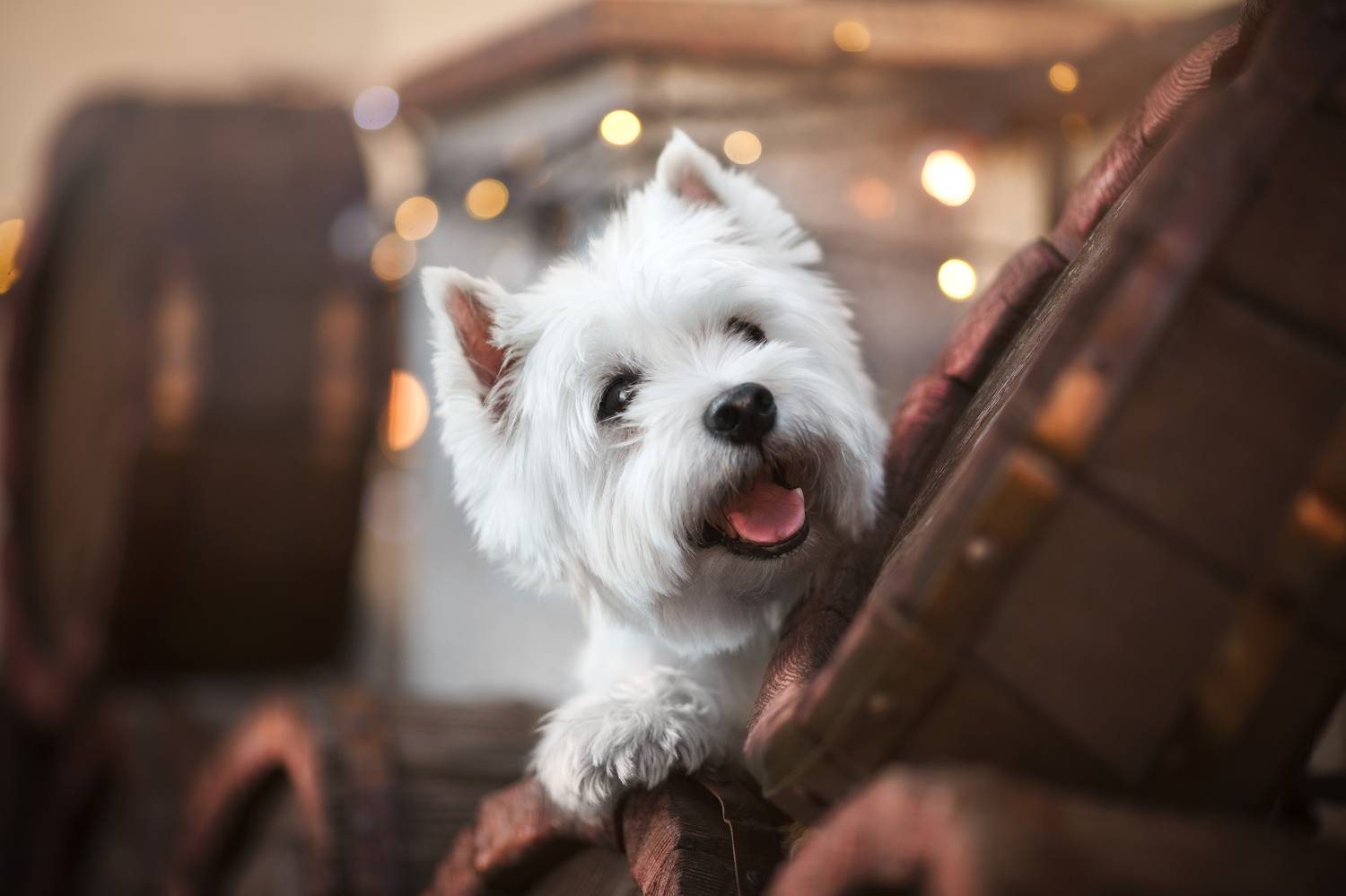 собака Минск анималист фотограф анималист анималистка питомцы домашние любимцы , Евгения Костусева
