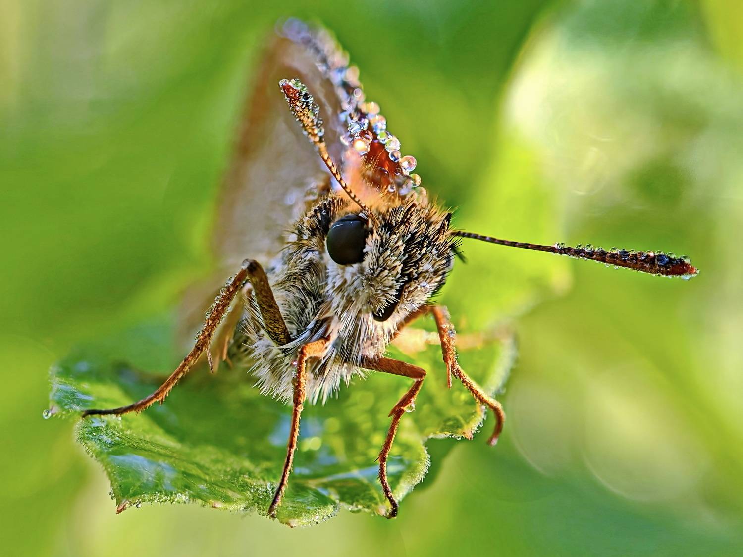 , Кузнецов Дмитрий
