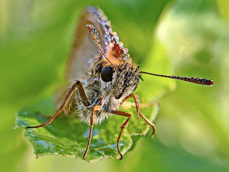 Толстоголовка фото превью