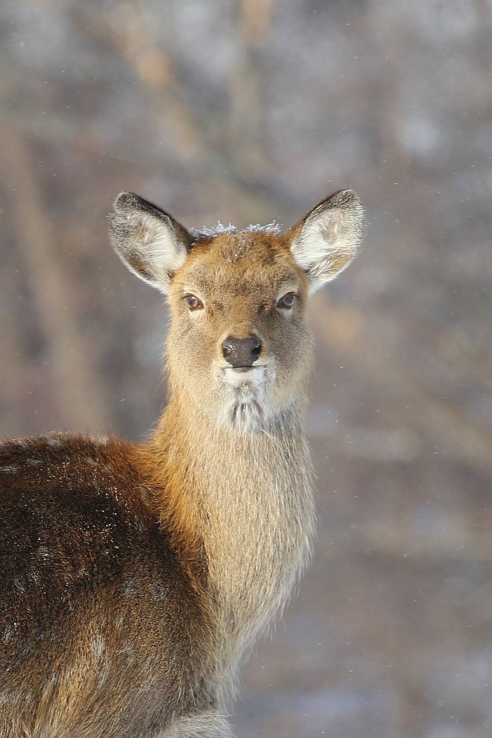 , Евгений Софронов