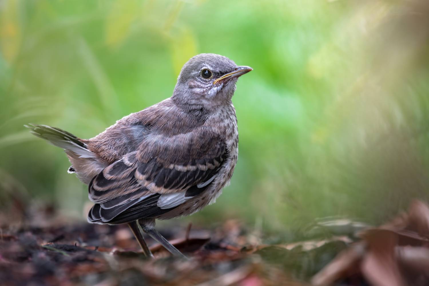 bird, songbird, mockingbird, songbirds, mockingbirds, nature, animals, wild,, Atul Saluja