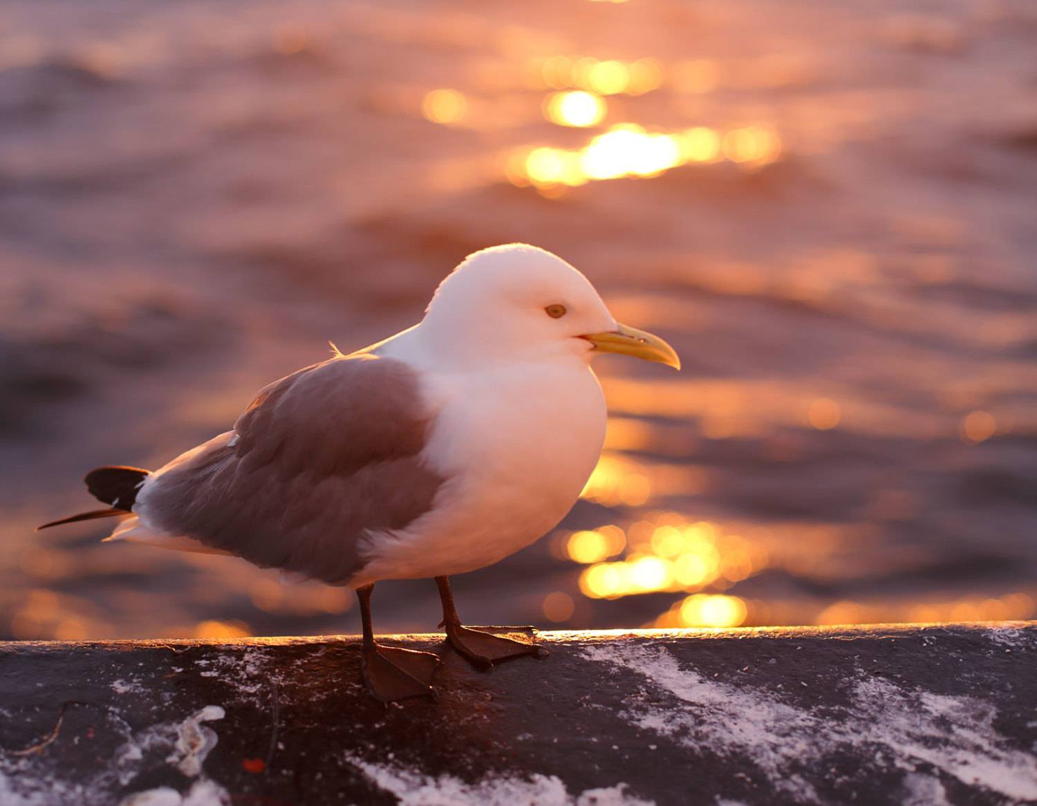 берингово море, закат, чайка, борт, Евгений Паршуков