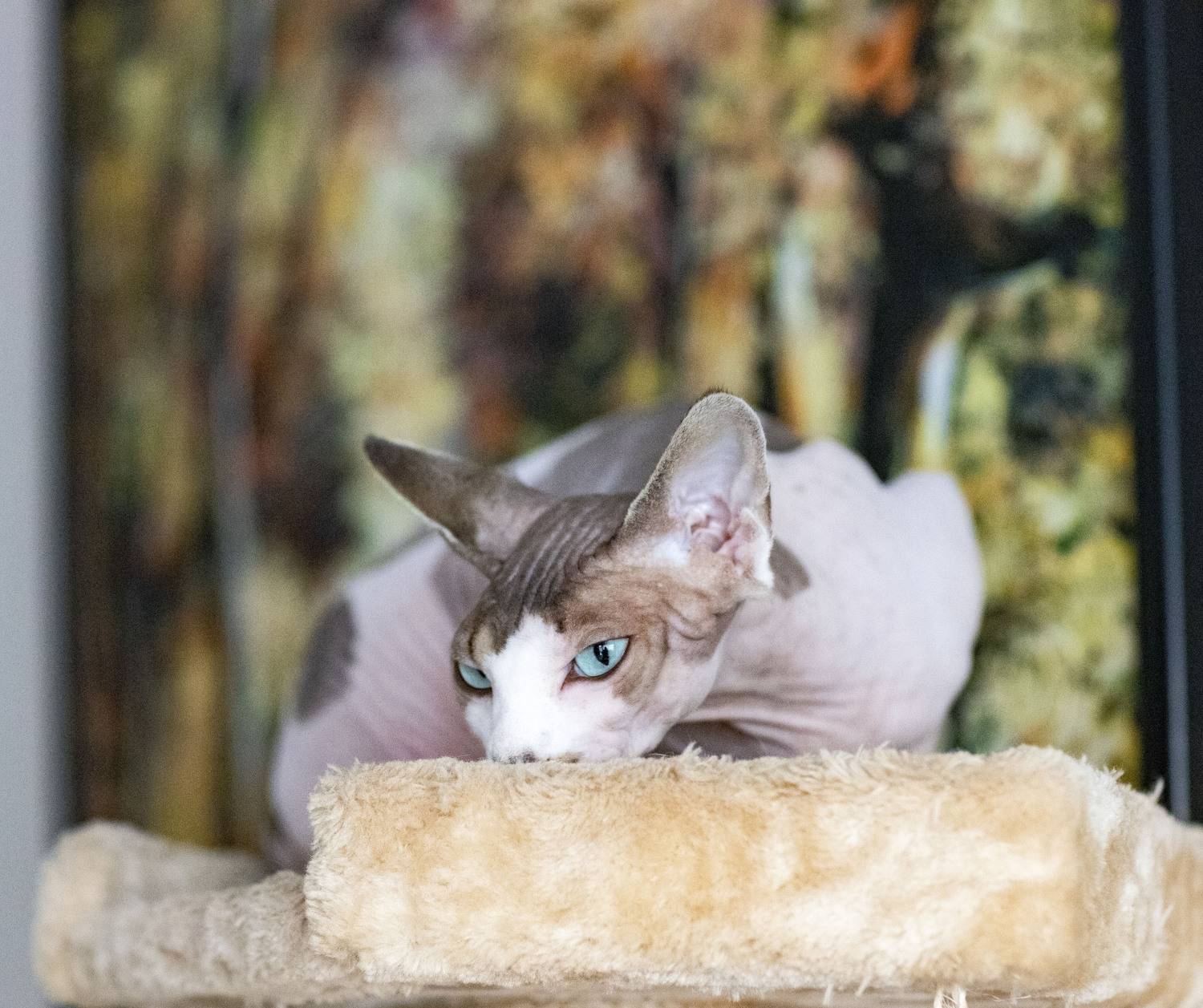 канадский сфинкс кошка  , Igor Lukin