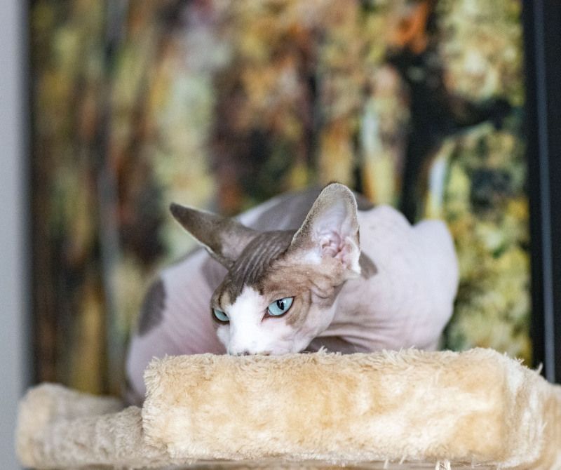 канадский сфинкс кошка   Лина Великолепная  фото превью