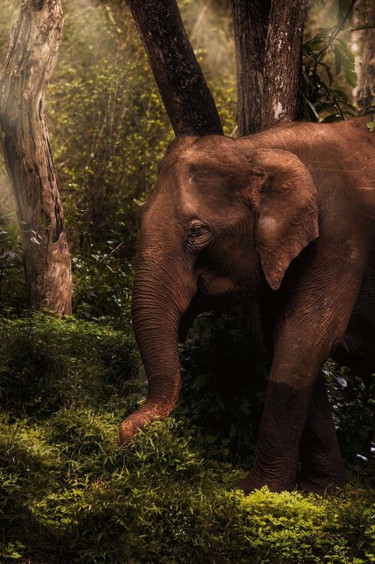 #elephant #wildlife #canon #nature A rainy morning in Nagarhole National Park фото превью