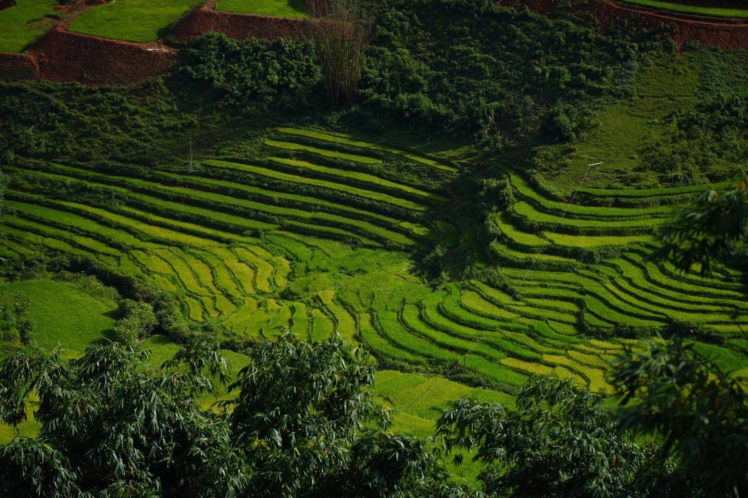 Рис, вьетнам, Светлана Зимина