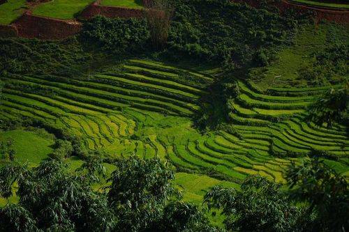 Рисовые просторы