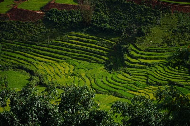 Рис, вьетнам Рисовые просторы фото превью