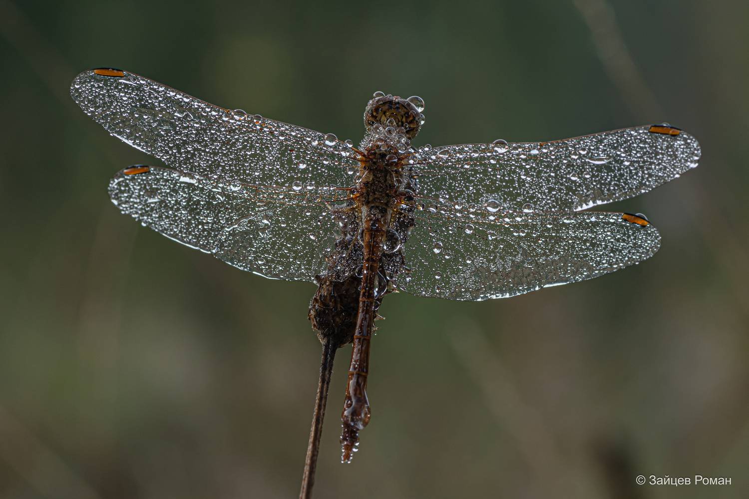 , Зайцев Роман