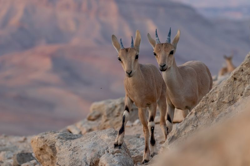 young pair фото превью