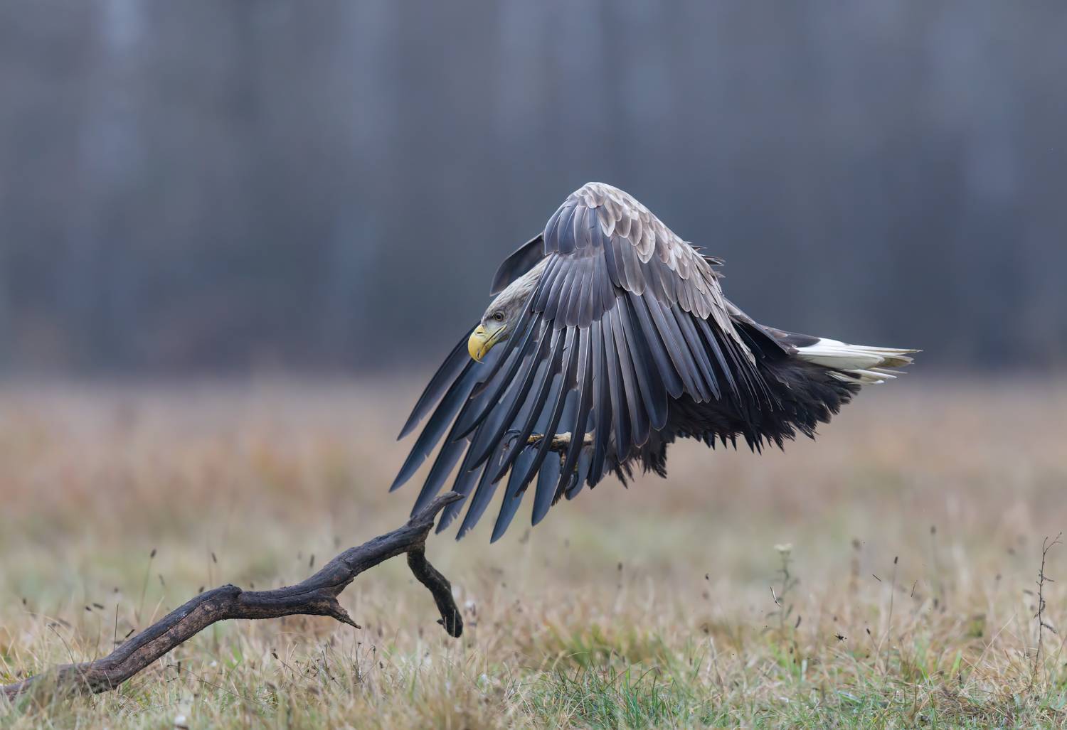 , Фруман Евгений