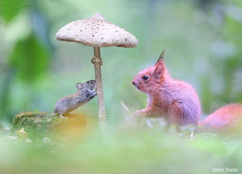 Мышонок и бельчонок фото превью
