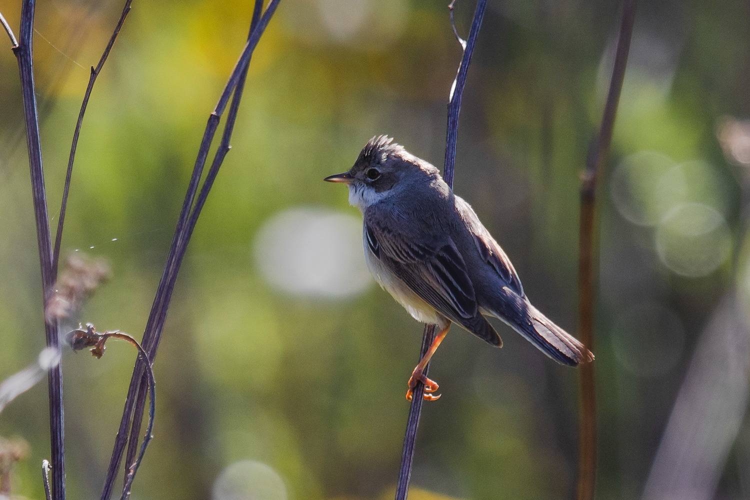 природа России, серая славка, бердвотчинг, Кормашова Татьяна