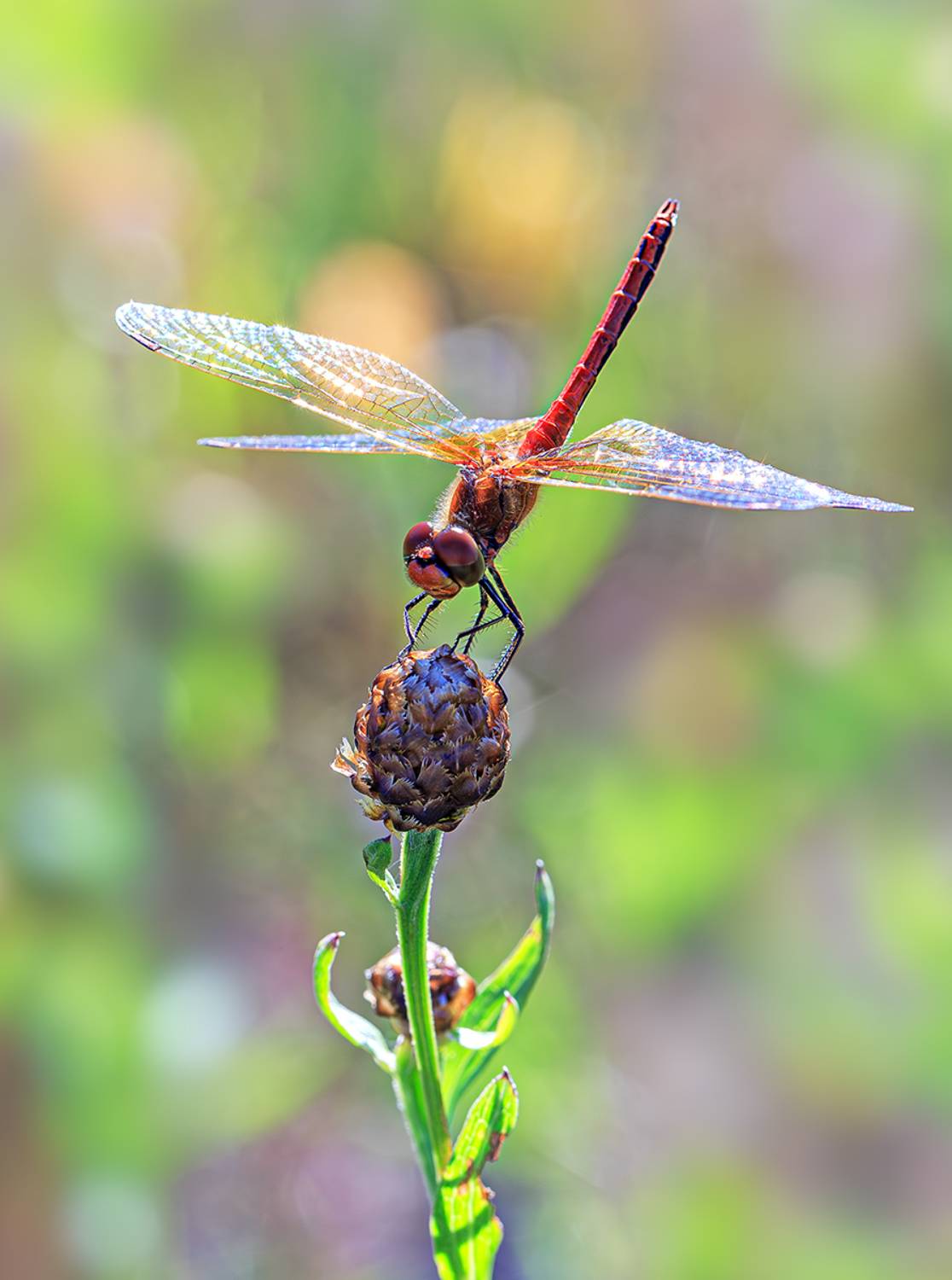 насекомые, стрекоза, лето, Борис Новиков