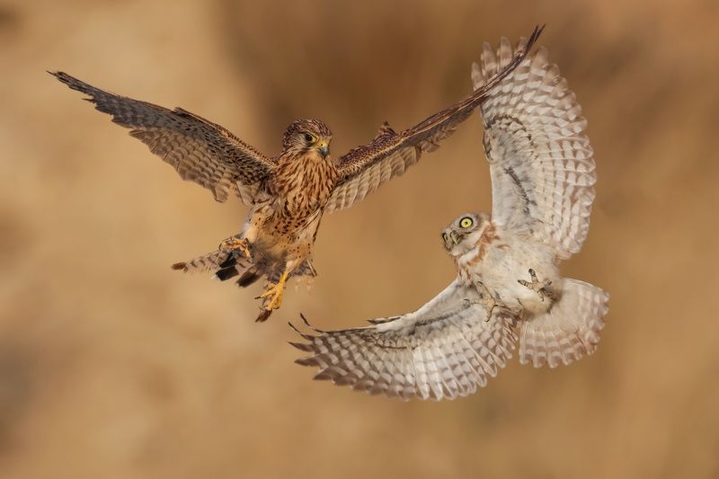 The battle