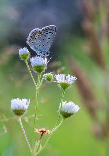 Голубянка и цветы