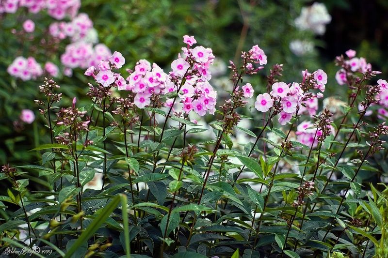 *** фото превью