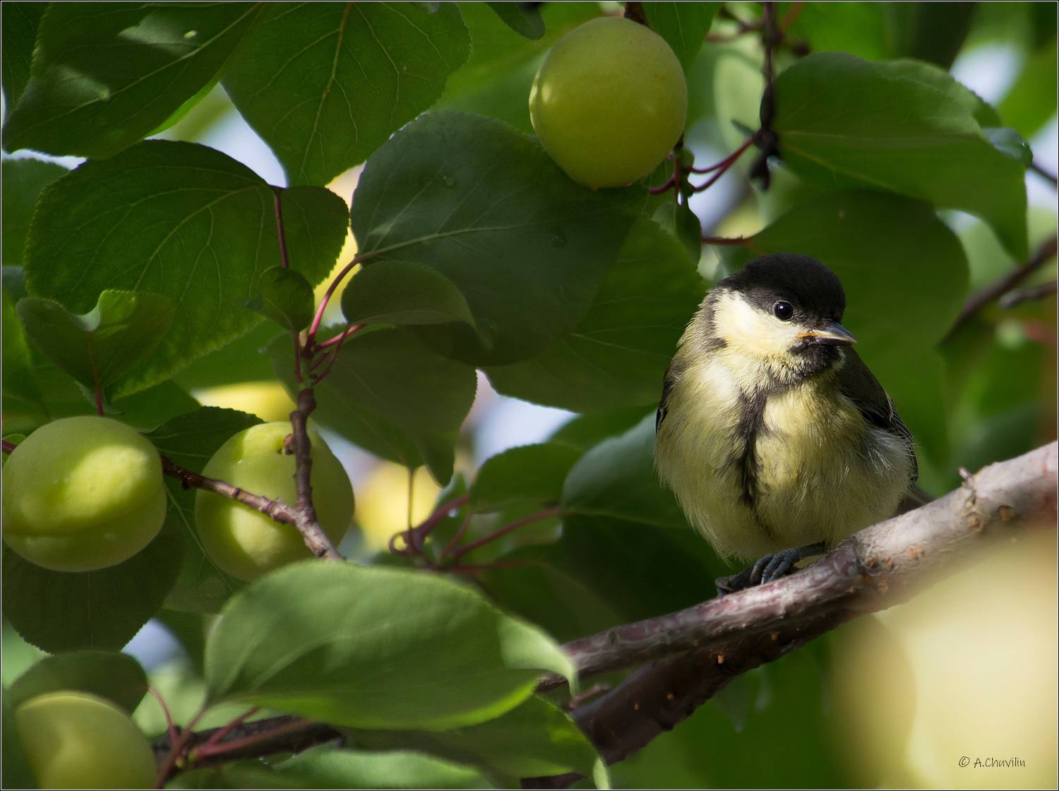 птица,синица,молодая,абрикос,зреет, Александр Чувилин