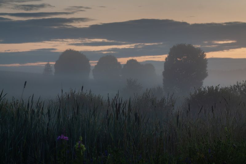 вечер, туман, закат, поле, луг, облако, камыш Утонуть в тумане.... фото превью