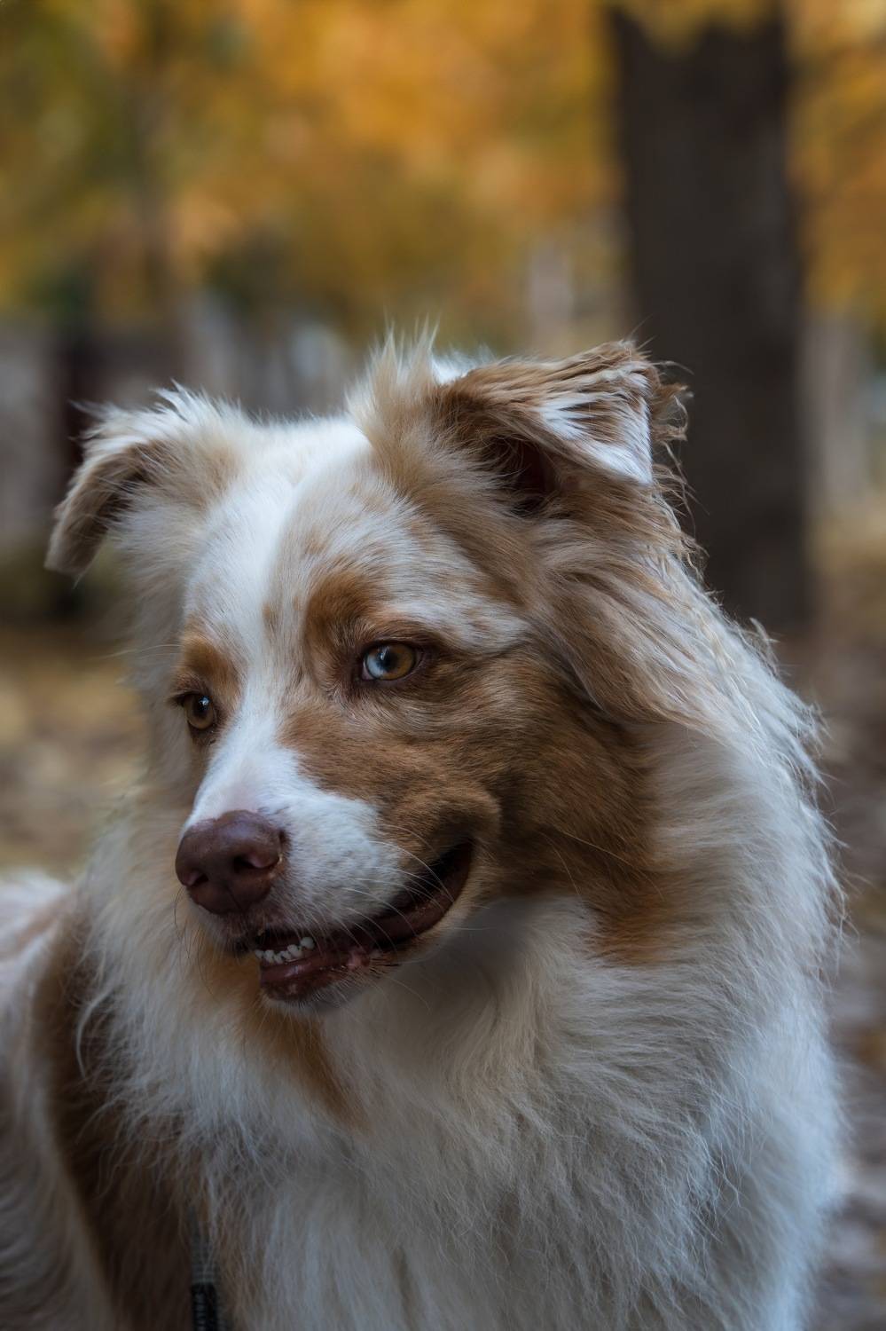 , Шимаковский Юрий