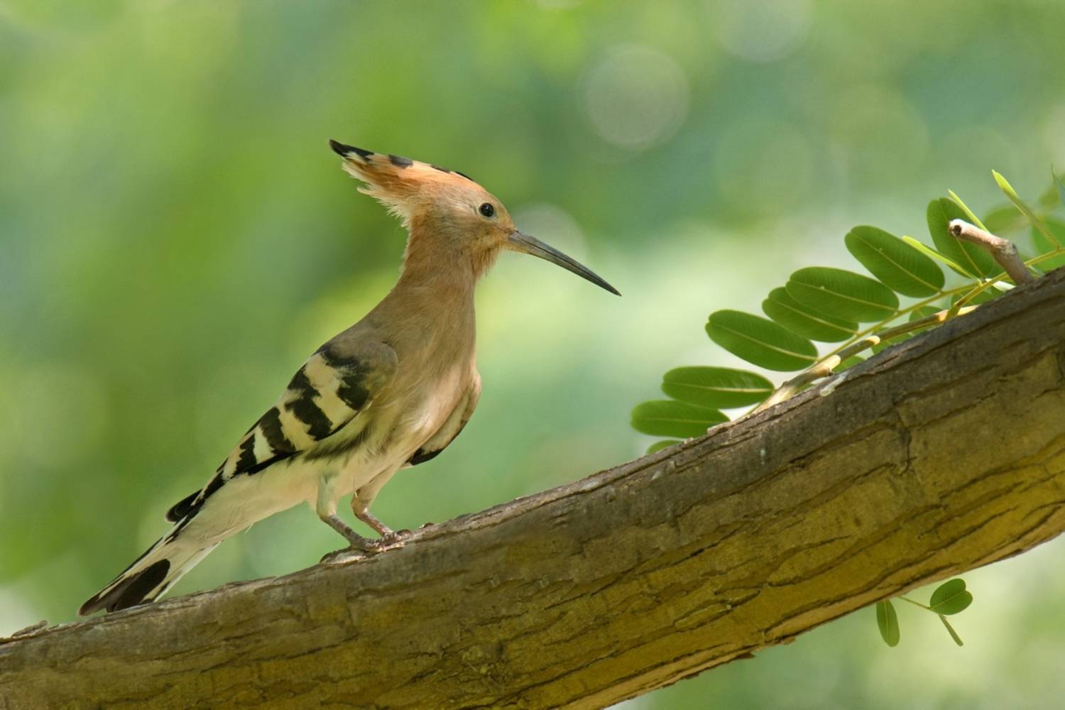 , Людмила Бекман