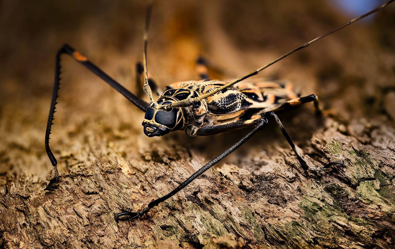 acrocinus, longimanus, Kavaliauskas Eugenijus