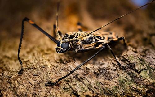 Длинноногий арлекин