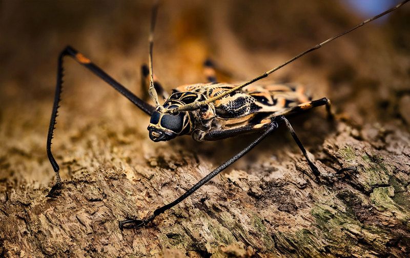 acrocinus, longimanus Длинноногий арлекин фото превью