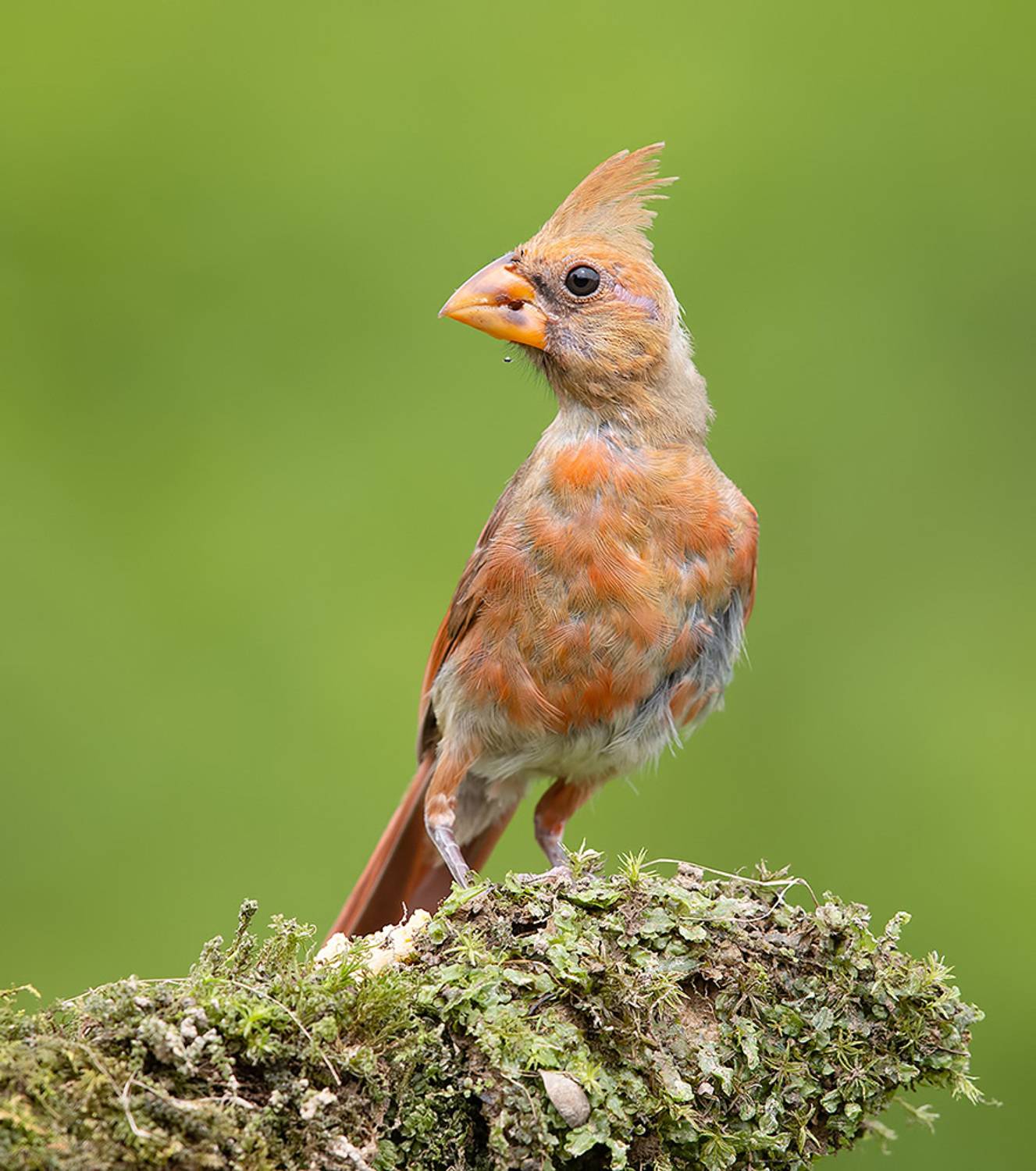 красный кардинал, northern cardinal, cardinal,кардинал, Etkind Elizabeth